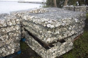 Stacks of gabions filled with oyster shell