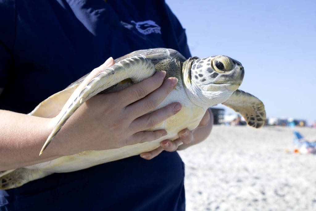 Hiccup the green sea turtle is held before being released