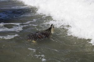 Hiccup the green sea turtle swims in the ocean
