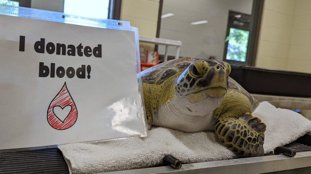 McNubbins the green sea turtle gets a photo after donating blood.