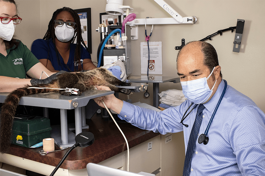 Cardiologist Dr. Borde performs ultrasound on Agave the coatimundi