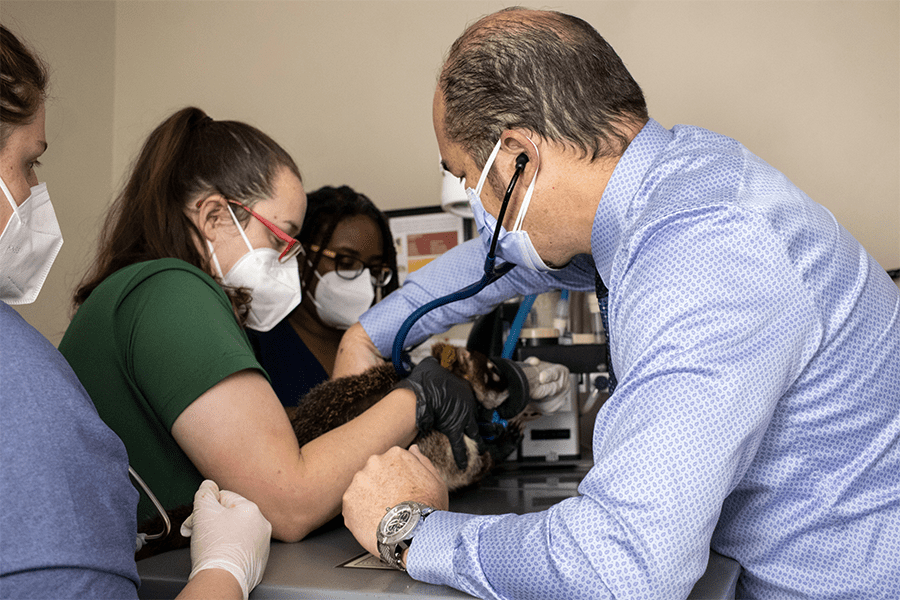Cardiologist Dr. Borde performs ultrasound on Agave the coatimundi