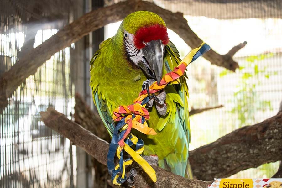Macaw in quarantine with enrichment