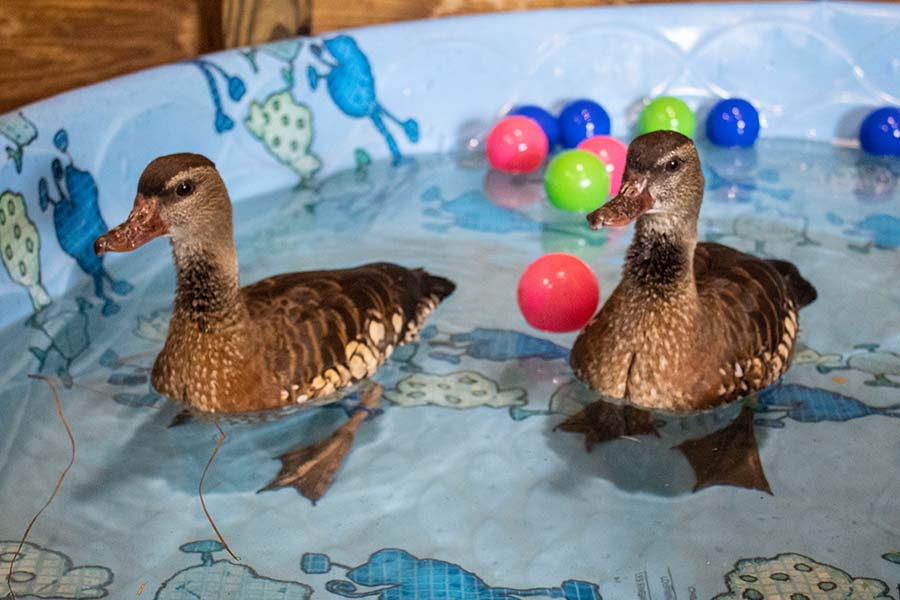 Ducks in quarantine with enrichment