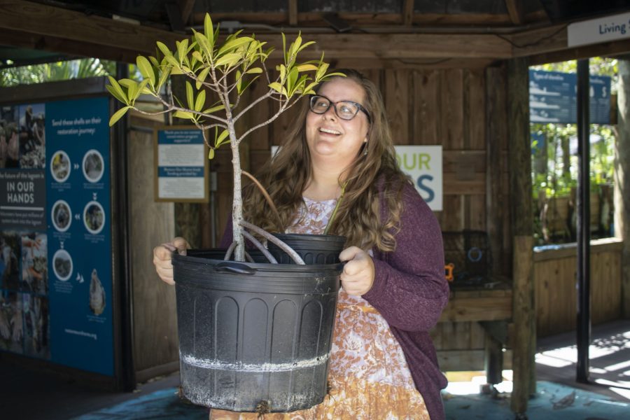 A woman holds a potted mature mangrove.