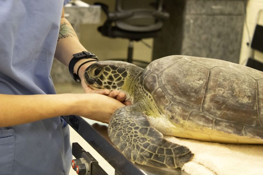 Green sea turtle is gently in place during an exam.