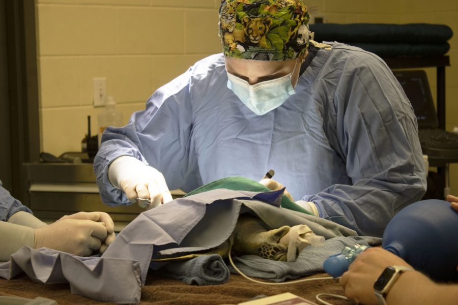 A veterinarian intern performs surgery on a green sea turtle