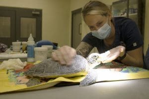 A veterinary nurse watches as a green sea turtle recovers from surgery.