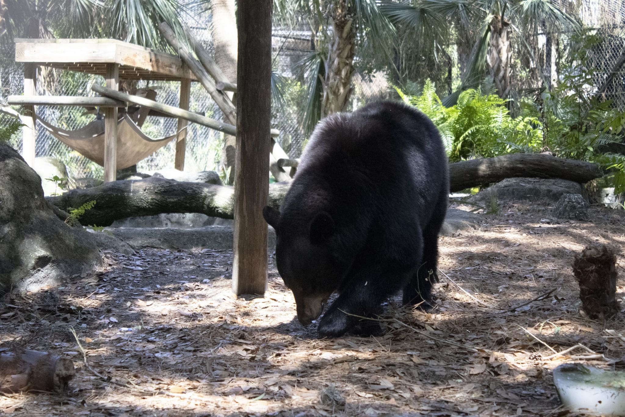 Florida black bear Cheyenne searches for sunflower seeds dispersed by a new environmental enrichment device.