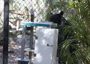 Brody the Florida black bear checks out the new EED