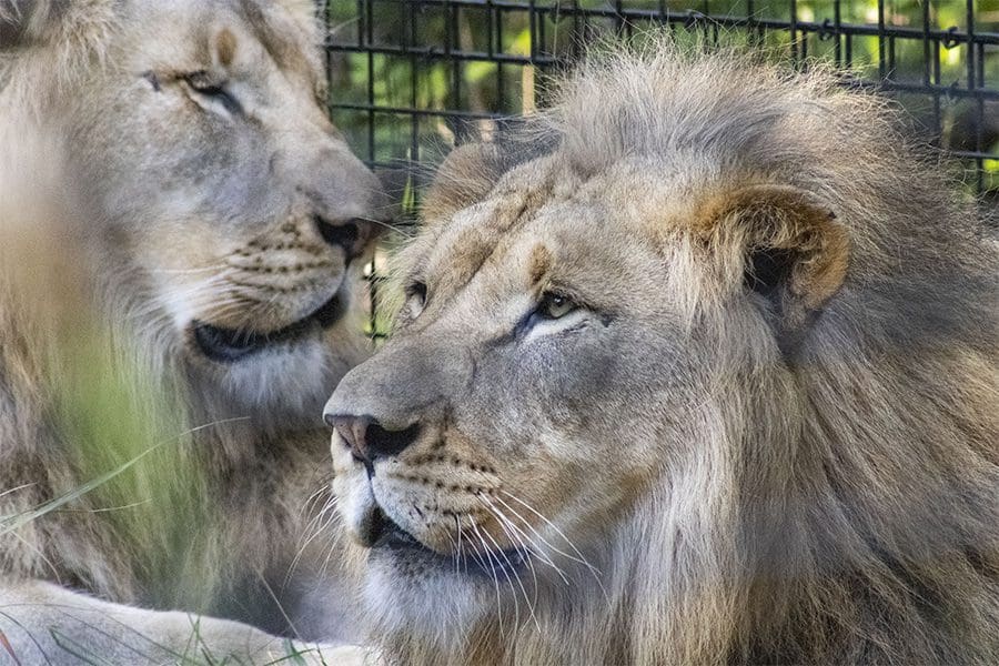 Lions on habitat