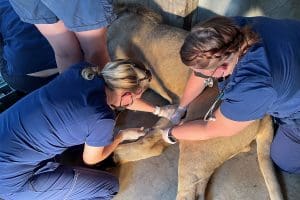 Lion exam with veterinary techs