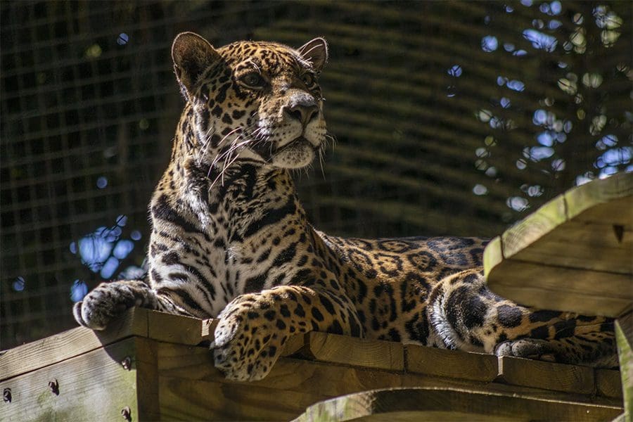 Masaya jaguar