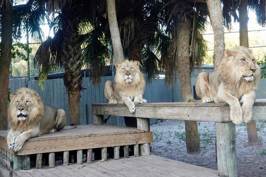 Three lion boys from Naples Zoo