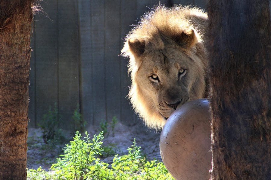 Welcoming Lions to Brevard Zoo - Brevard Zoo