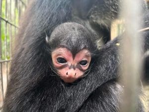 Shelley baby spider monkey up close markings