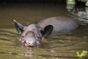 Baird's tapir Josie swims