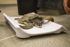 Sea turtle on a scale being weighed