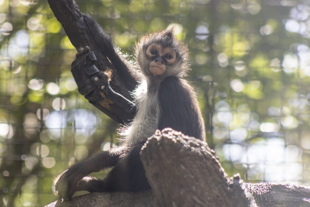 J the black-handed spider monkey lifts up his leg, which is encased in a brace.