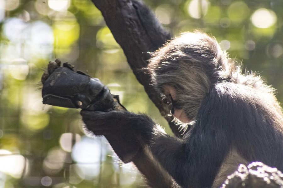 J the black-handed spider monkey inspects his new brace, which is on his foot.
