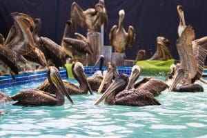 Brown pelicans swimming in a pool.