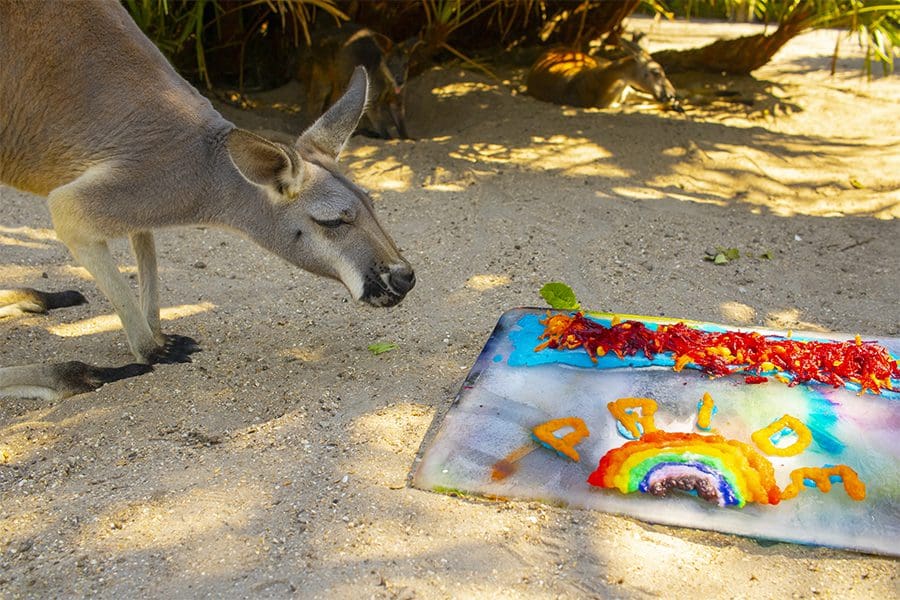 Kangaroo sniffing Pride enrichment