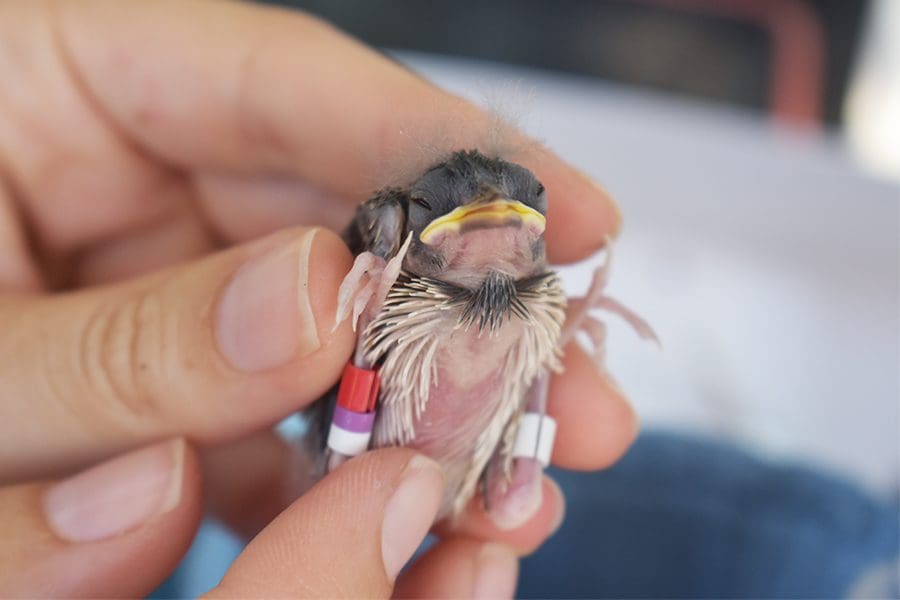 Florida grasshopper sparrow chick at exam
