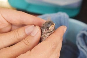 Florida grasshopper sparrow chick at exam