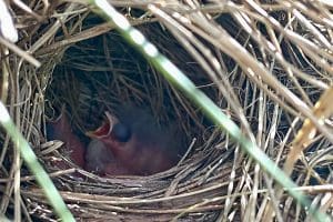 Florida grasshopper sparrow chicks in nest.