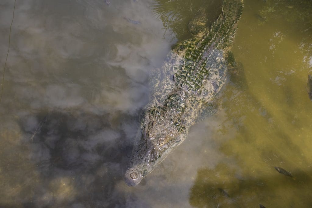 A crocodile in the water