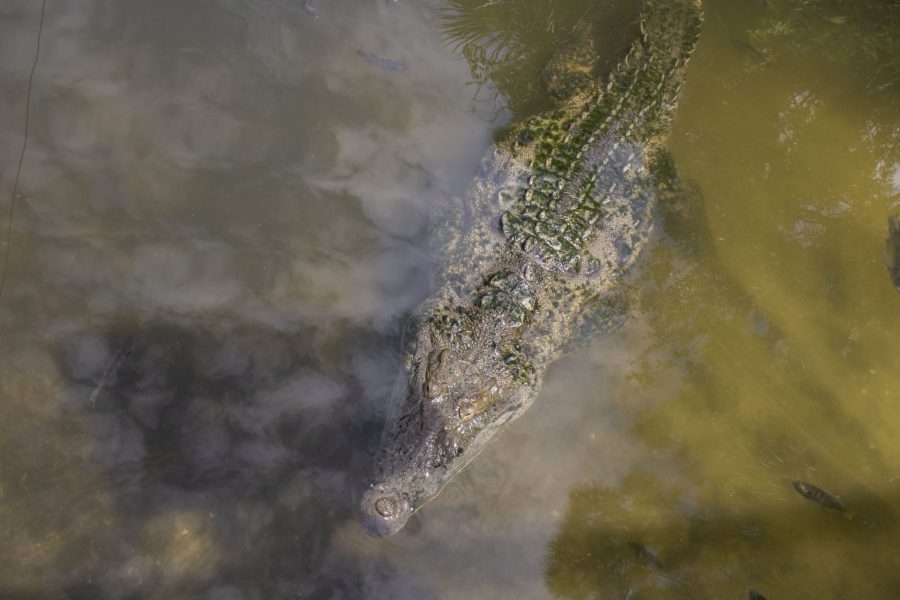 A crocodile in the water