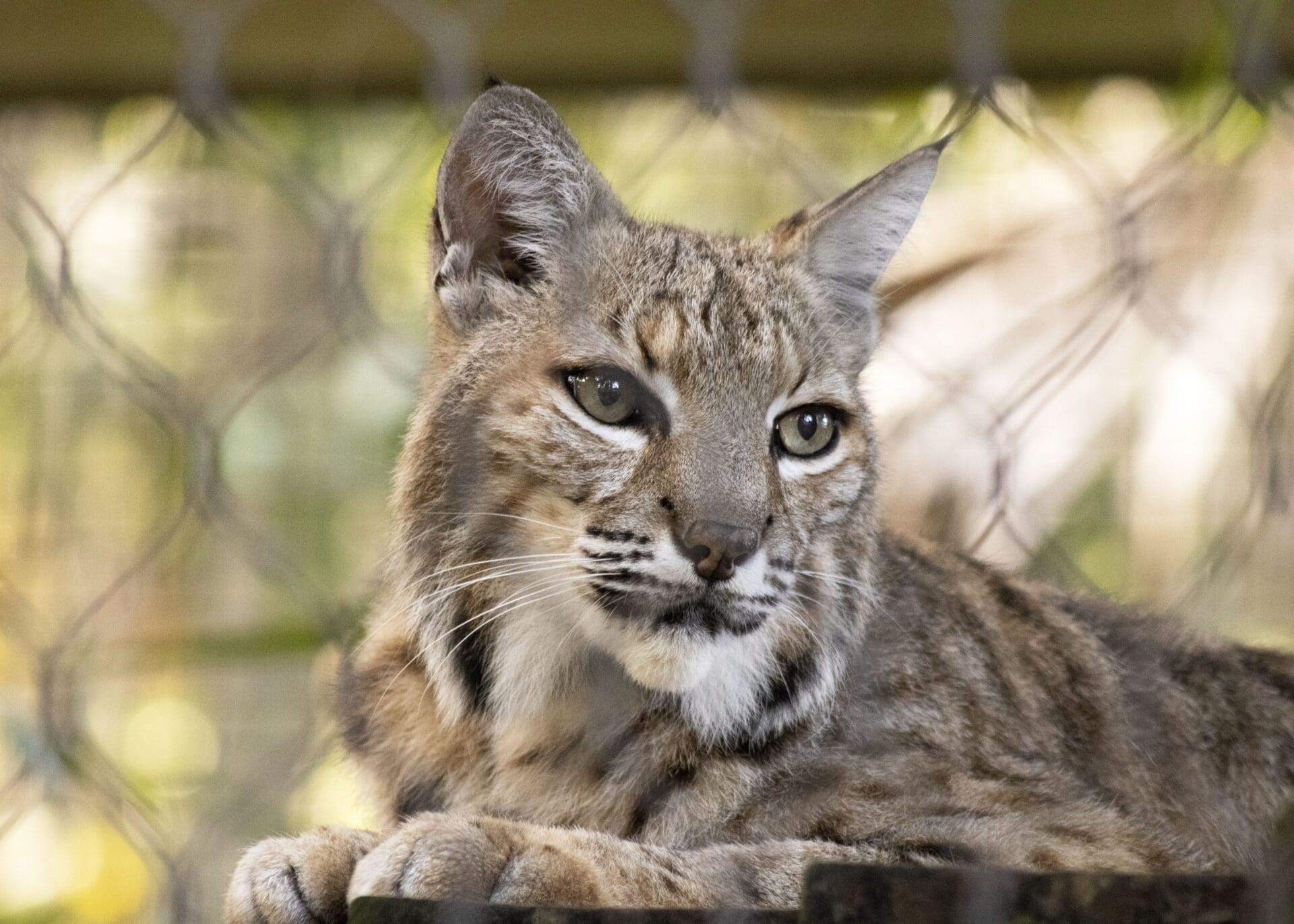 Brevard Zoo Named No. 4 in North America by USA Today Contest Brevard Zoo