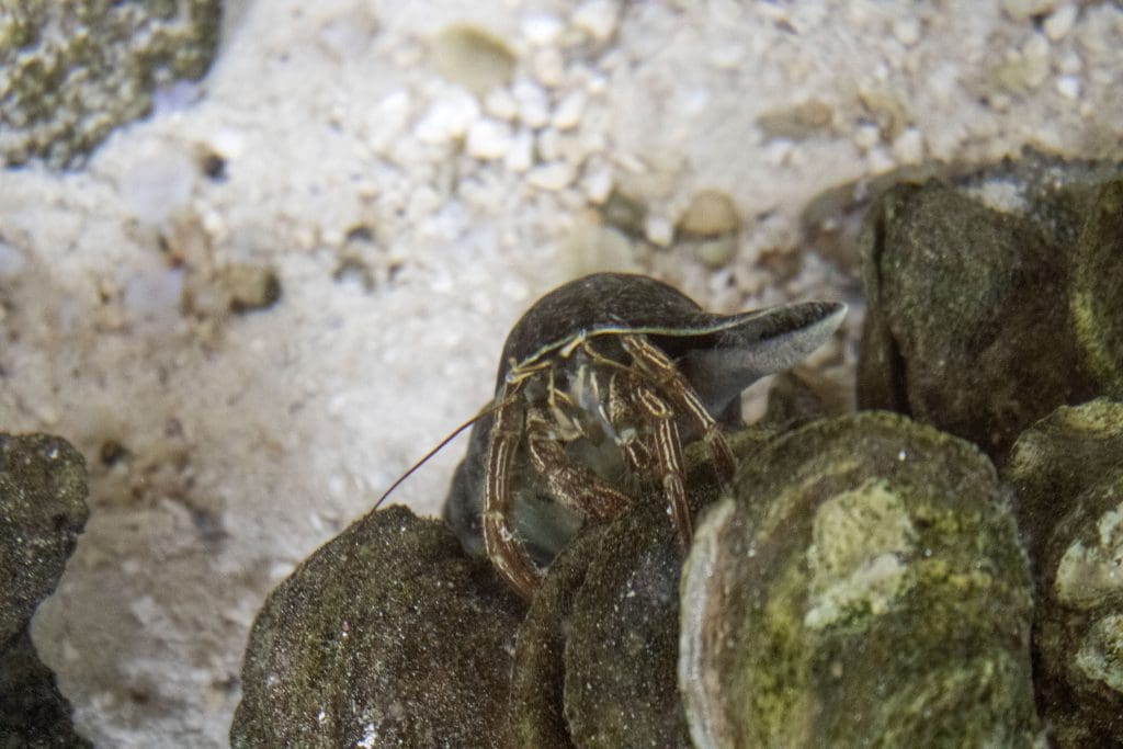 A hermit crab in Brevard Zoo's oyster reef tank.