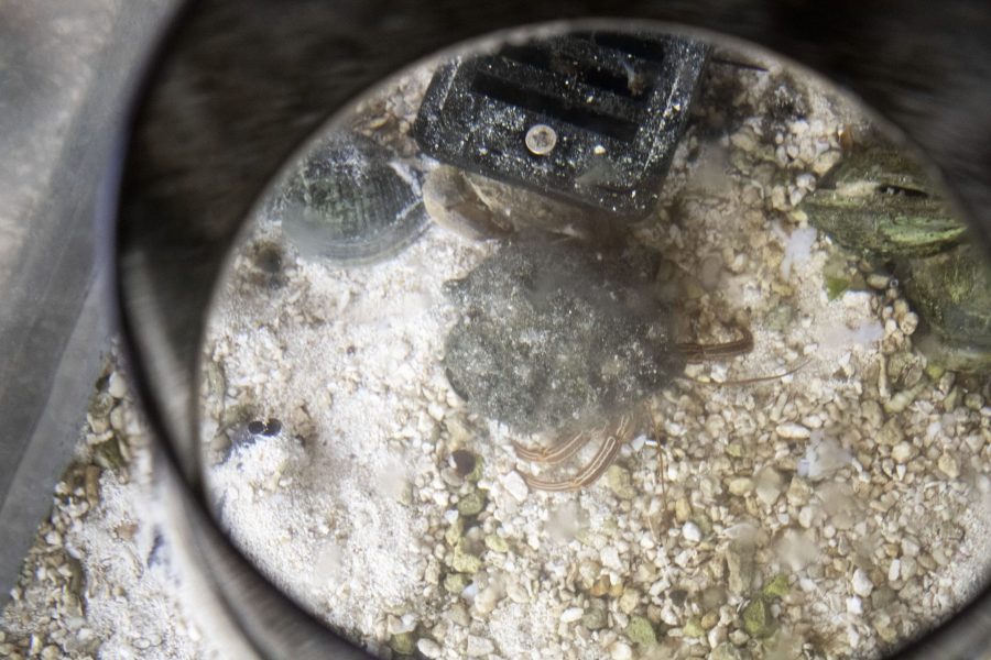 A hermit crab is seen through a viewfinder in our oyster reef tank.
