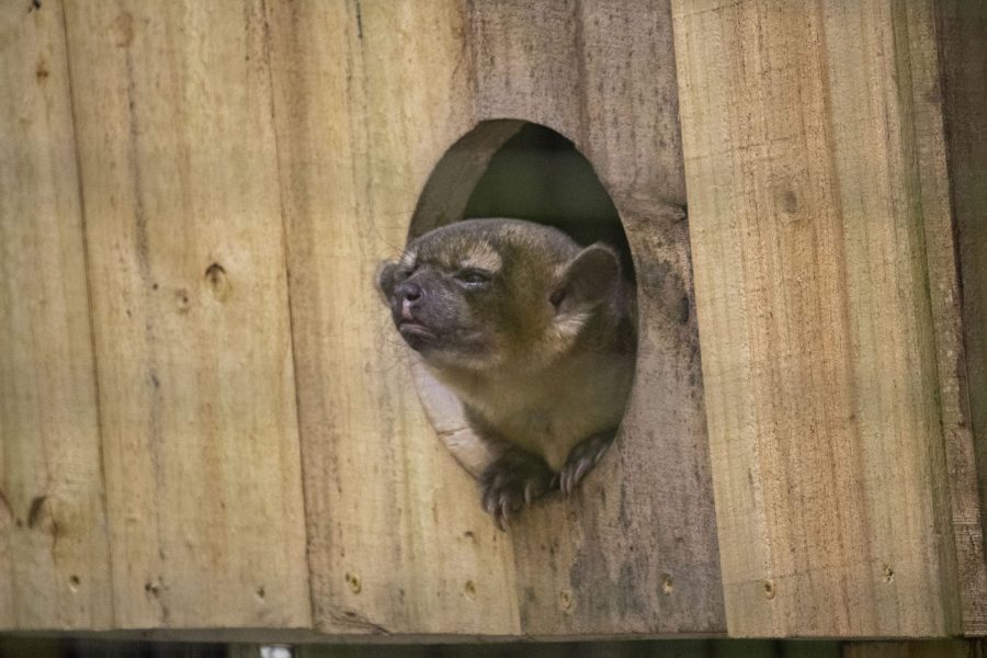 Chica the kinkajou looks out from her nightbox.