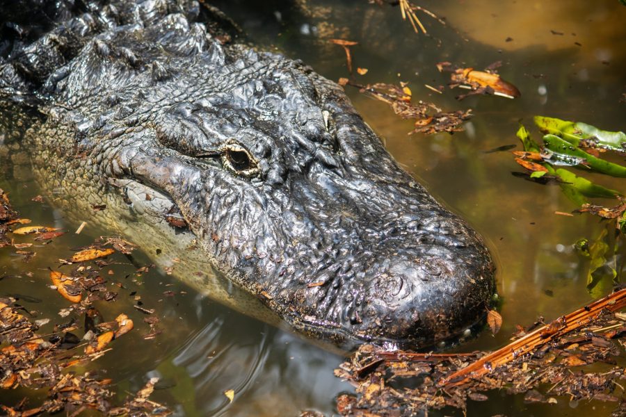 An alligator in the water