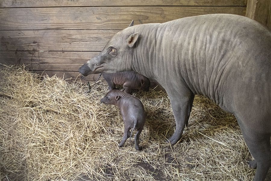 Babirusa Piggy and her piglets in behind-the-scenes barn