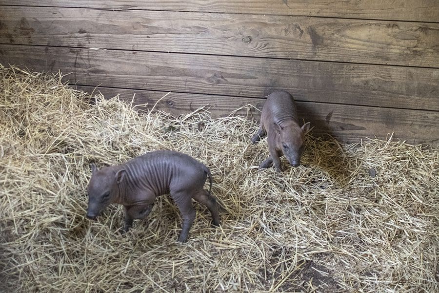 Babirusa piglets in behind-the-scenes barn