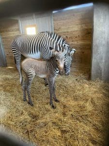 Grevy's zebra Lauren and her foal stand together in their holding area