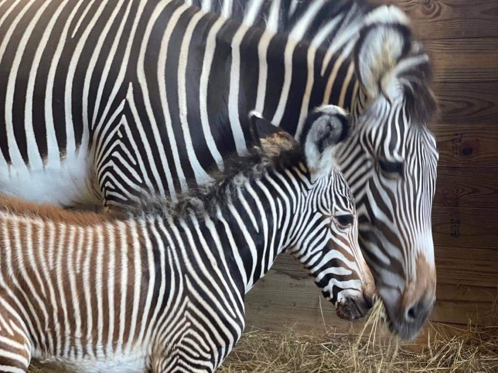 Grevy's zebra Lauren and her foal stand together in their holding area