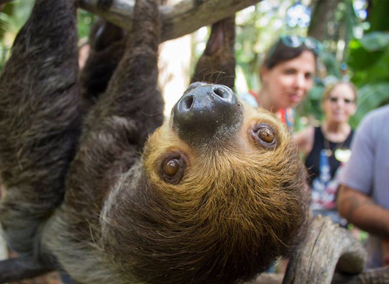 sloth hangin around