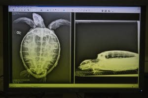 X-ray images of a sea turtle.