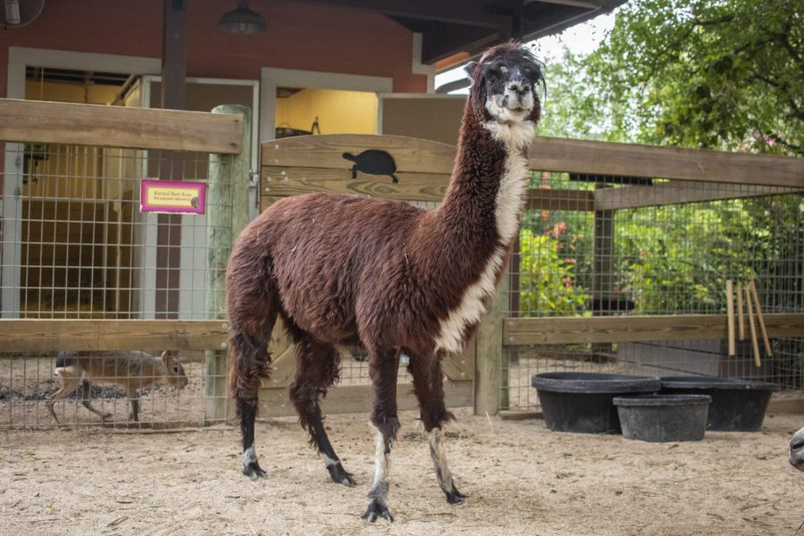 Carletta the alpaca stands in the Barnyard