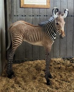 Grévy's zebra Iggy's foal