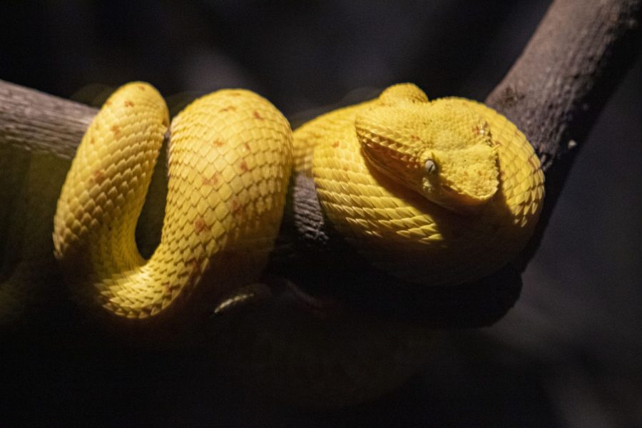 An eyelash viper curled up on a branch.