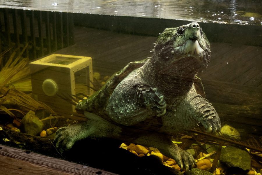 Capone the alligator snapping turtle swimming around his habitat