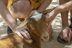 A Nigerian dwarf goat getting pet