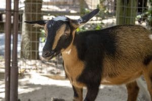 A Nigerian dwarf goat