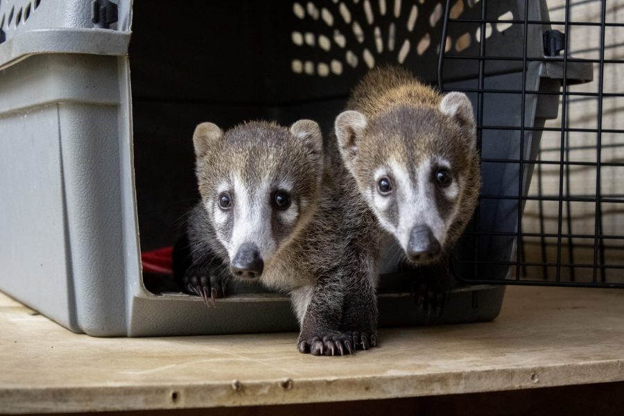 Two white-nosed coati make their way out of a secure carrier