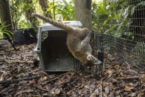 White-nosed coati kit hangs on the door of a secure carrier.